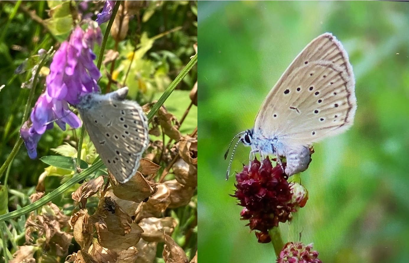 Suzanne Haegele & Vera Slaa